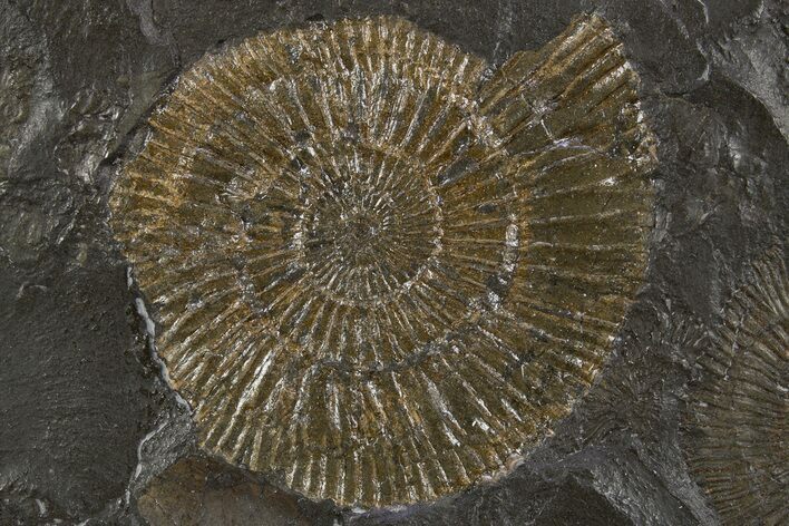 Dactylioceras Ammonite Fossil - Posidonia Shale, Germany #305715